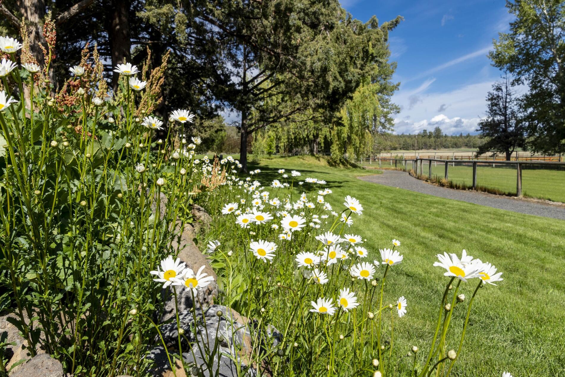 18430 Walton Road Bend, OR 97703 - Photo 9 of 50 batch_8. Walton daisies