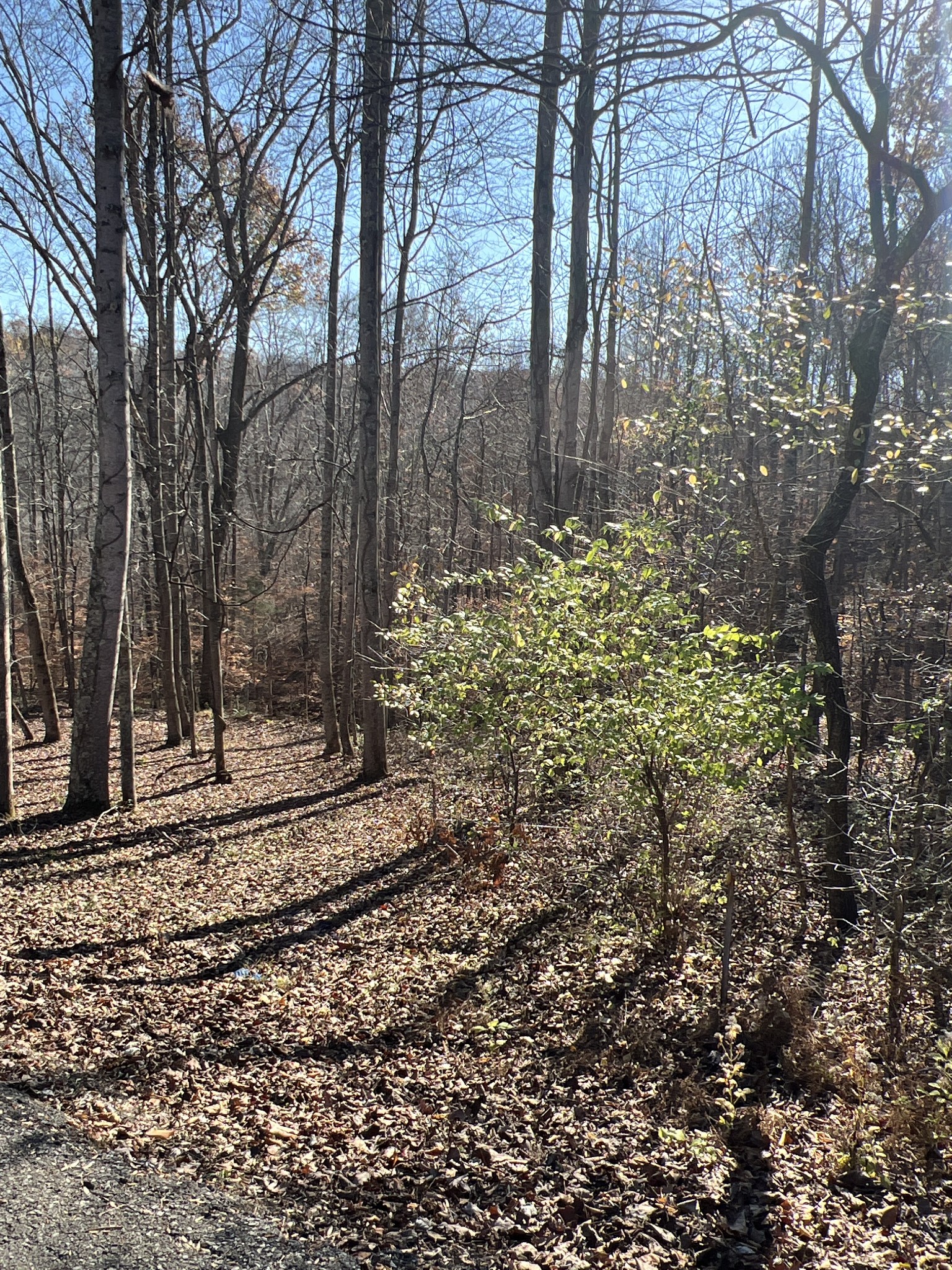 0 Moore Road Franklin, TN 37064 - Photo 3 of 7 a view of a yard with trees