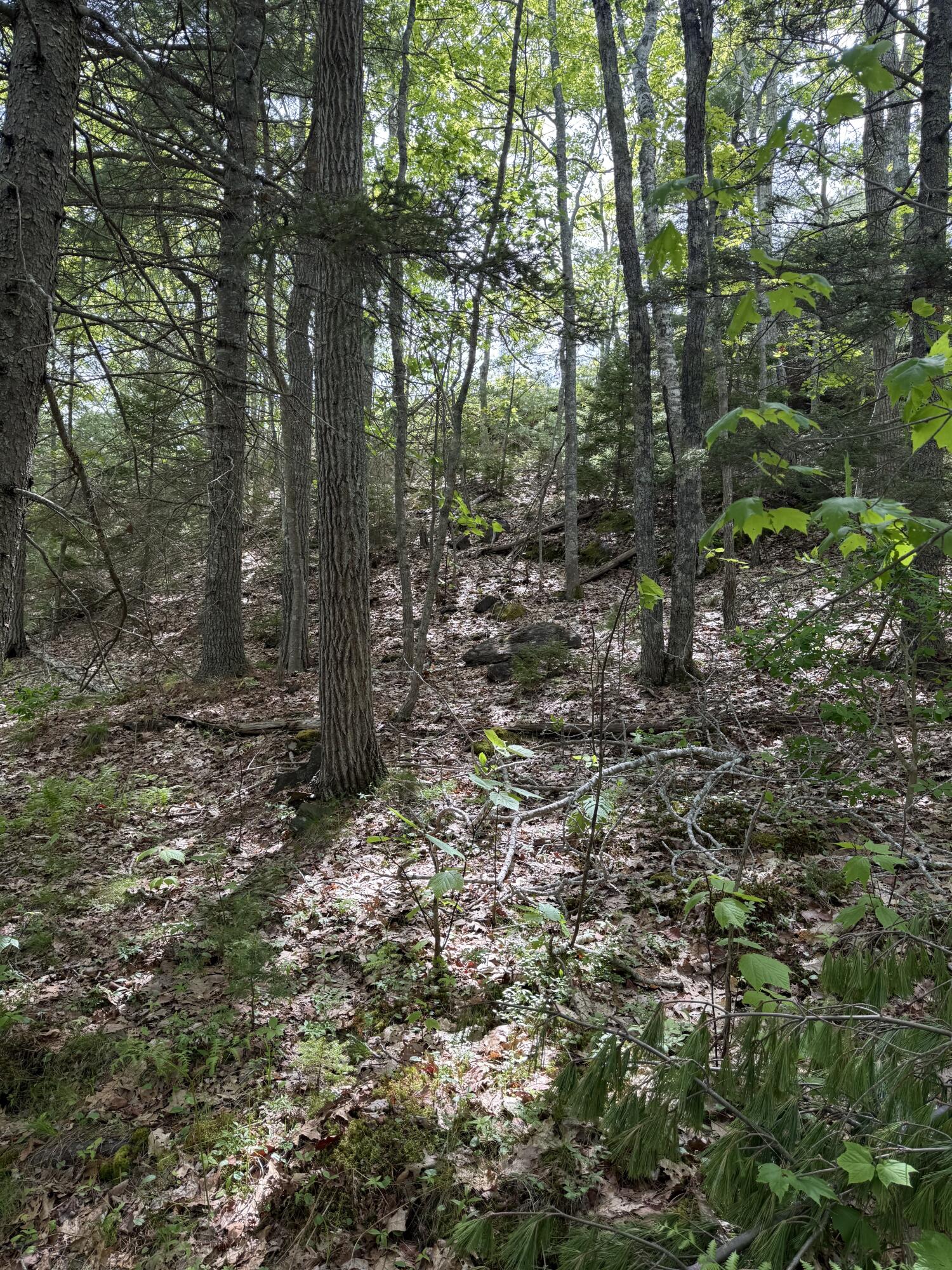 63 Sebasco Road Phippsburg, ME 04562 - Photo 10 of 14 IMG_2524 3