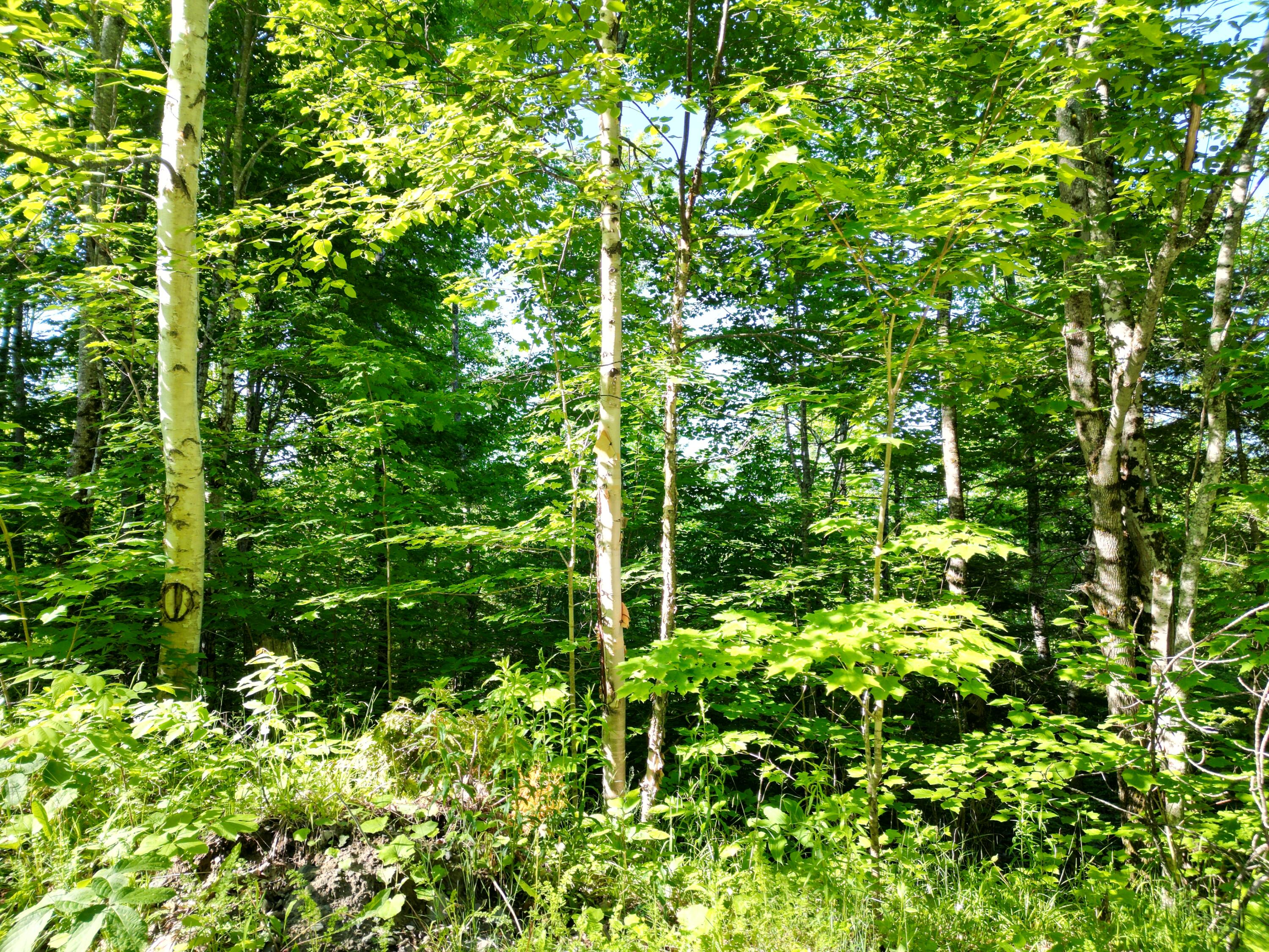 Lot 1 Dirty Glove Road Springfield, ME 04487 - Photo 12 of 21 DJI_0765