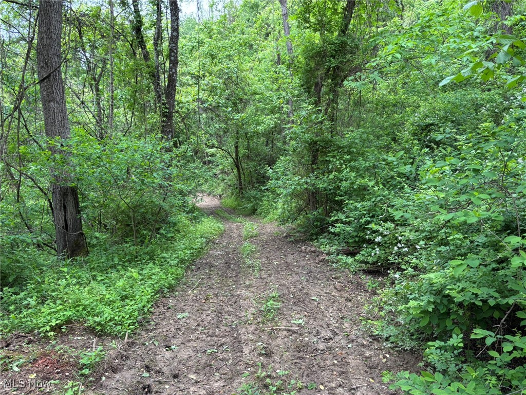 34215 Mt Hope Ridge Road Graysville, OH 45734 - Photo 35 of 50 View of wooded area