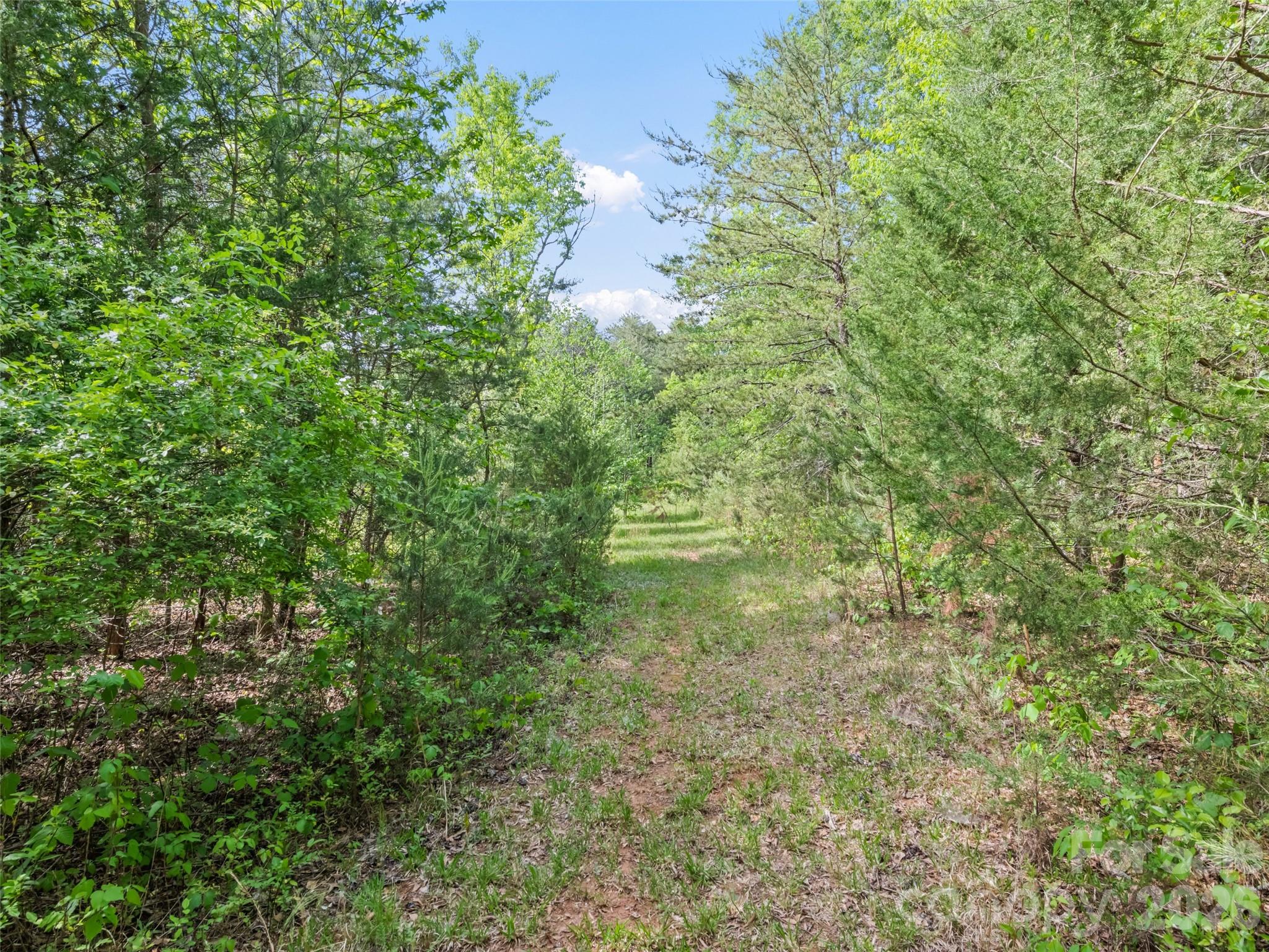 311 Soco Gap Road Ellenboro, NC 28040 - Photo 11 of 24 a view of a big yard with plants and large trees