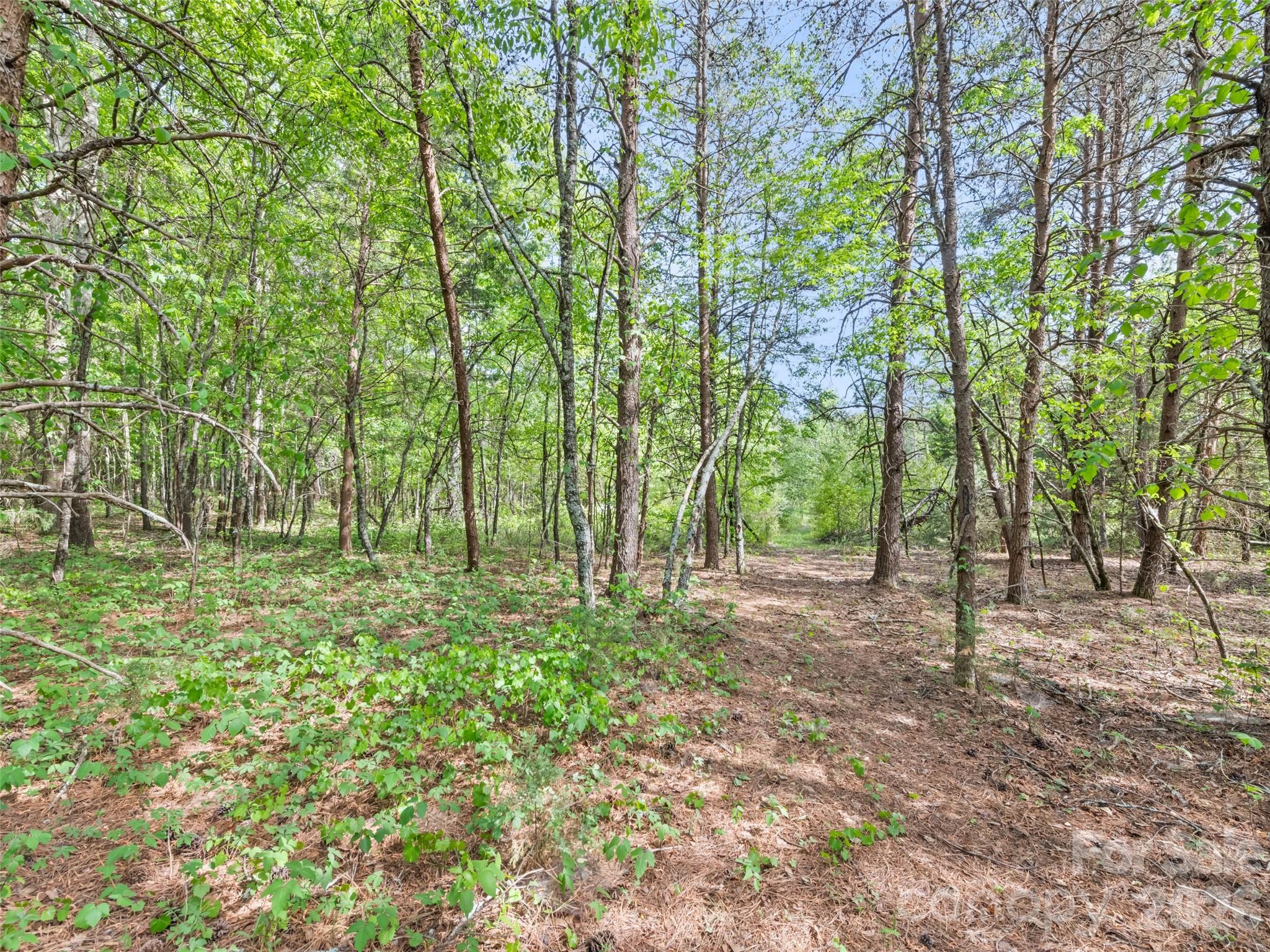 311 Soco Gap Road Ellenboro, NC 28040 - Photo 13 of 24 a big yard with lots of green space and trees