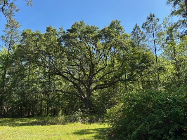 362 Freddie Whiddon Road Webb, AL 36376 - Photo 1 of 8