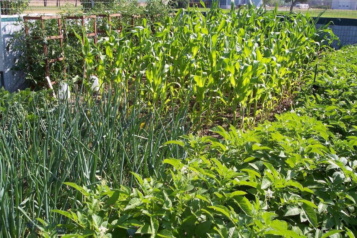 13 Sharon Loop Townsend, MT 59644 - Photo 24 of 33 Corn, onions, tomatoes, potatoes, beans