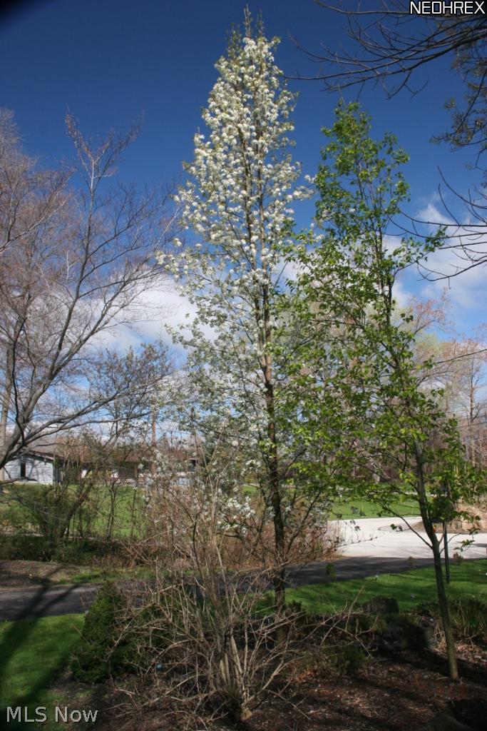 2900 Medfield Road Cleveland, OH 44124 - Photo 22 of 25 Gorgeous flowering plum!