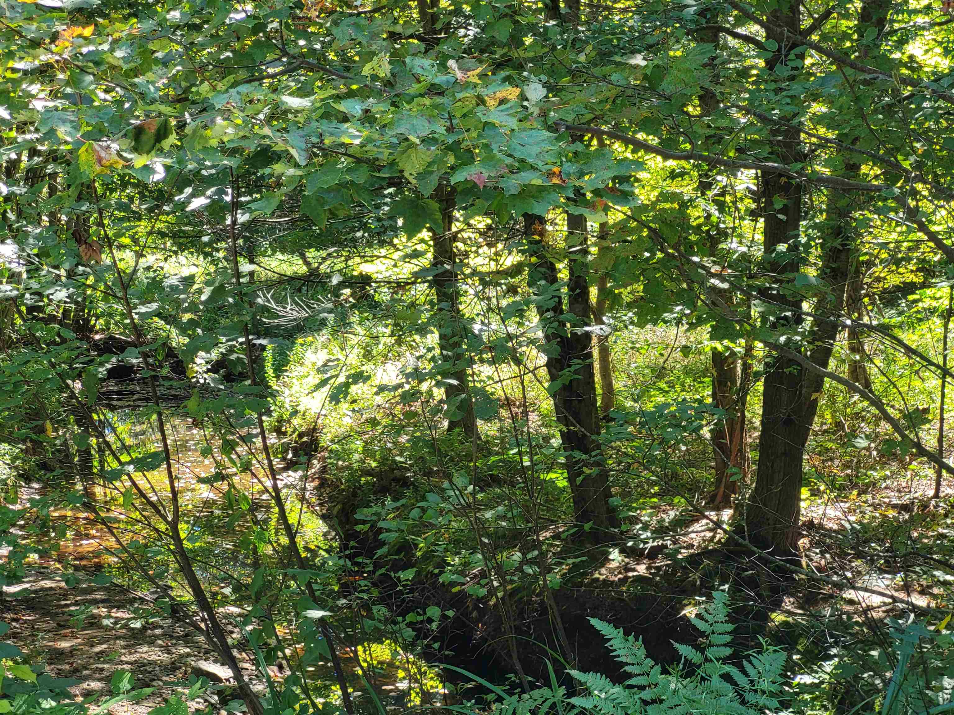 100 Forbes Mountain Road Danbury, NH 03230 - Photo 8 of 13 Gallery Image 8