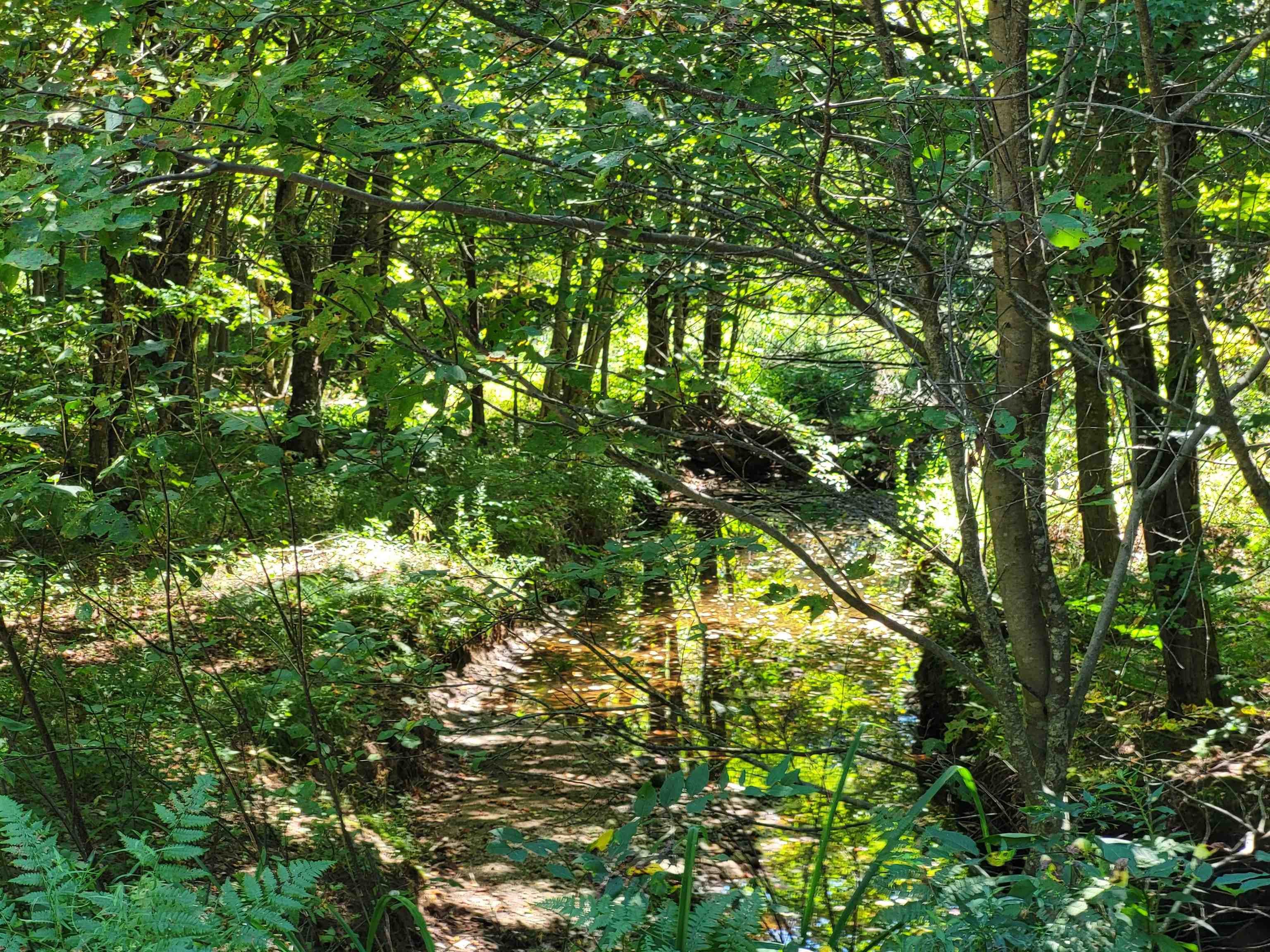 100 Forbes Mountain Road Danbury, NH 03230 - Photo 9 of 13 Gallery Image 9