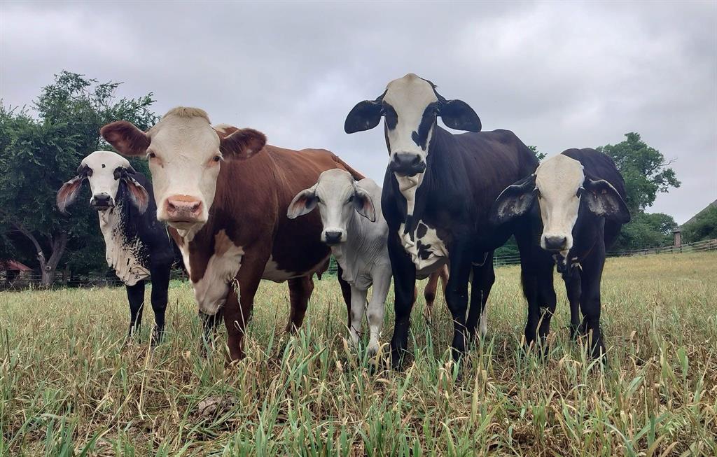 a front view of a house with lots of car