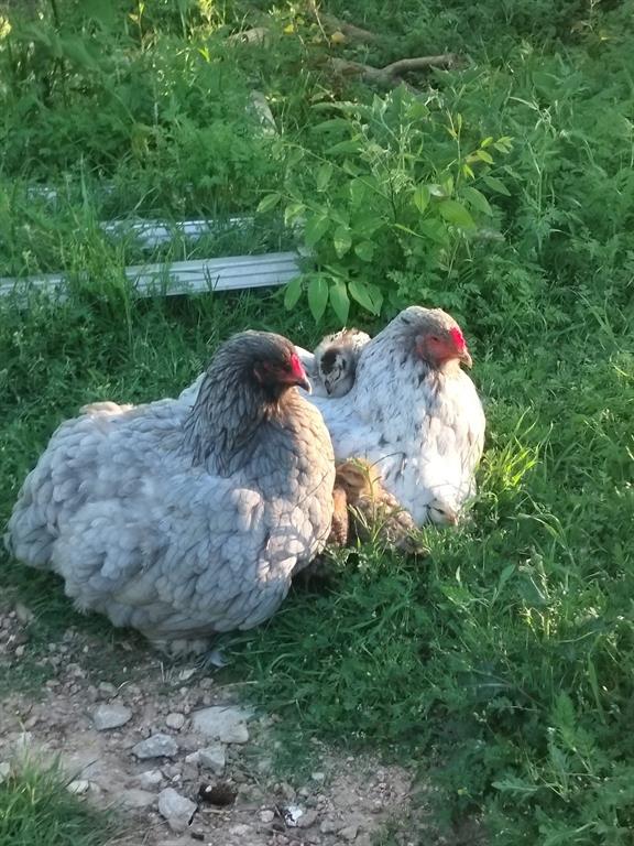 13345 Briar Road Azle, TX 76020 - Photo 11 of 26