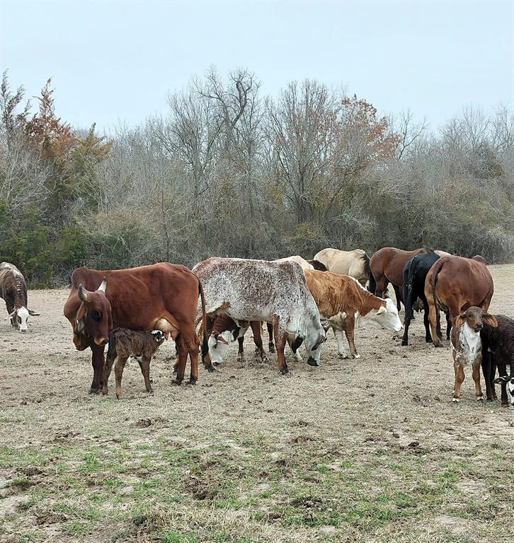 13345 Briar Road Azle, TX 76020 - Photo 13 of 26