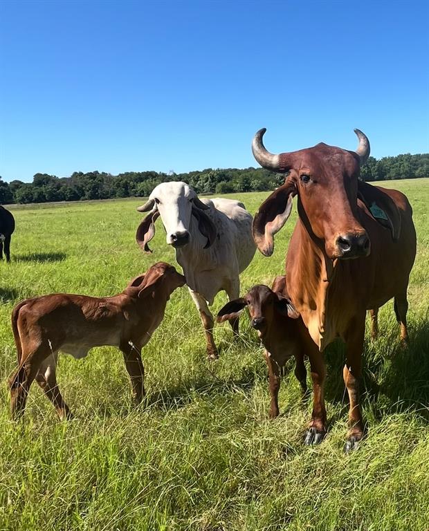 13345 Briar Road Azle, TX 76020 - Photo 24 of 26