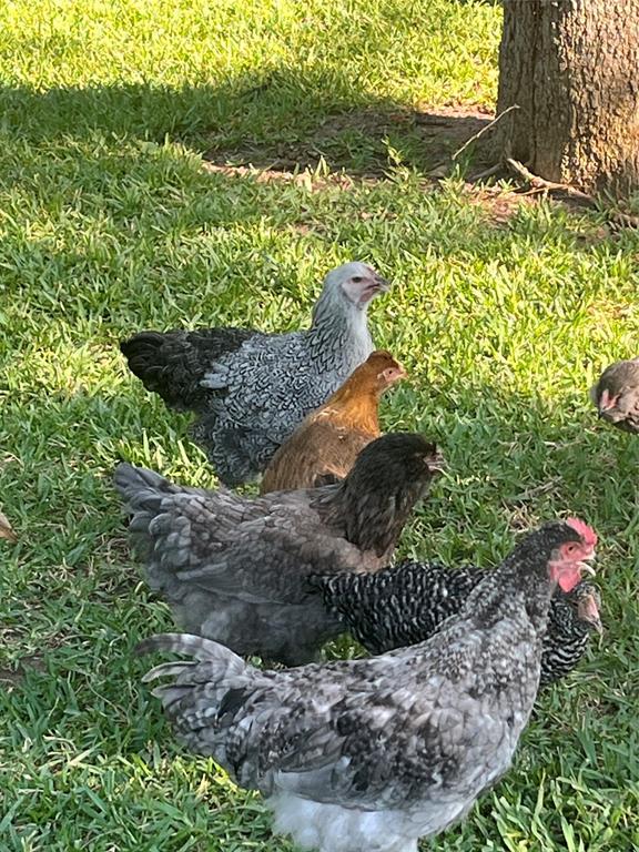 13345 Briar Road Azle, TX 76020 - Photo 8 of 26 View of yard