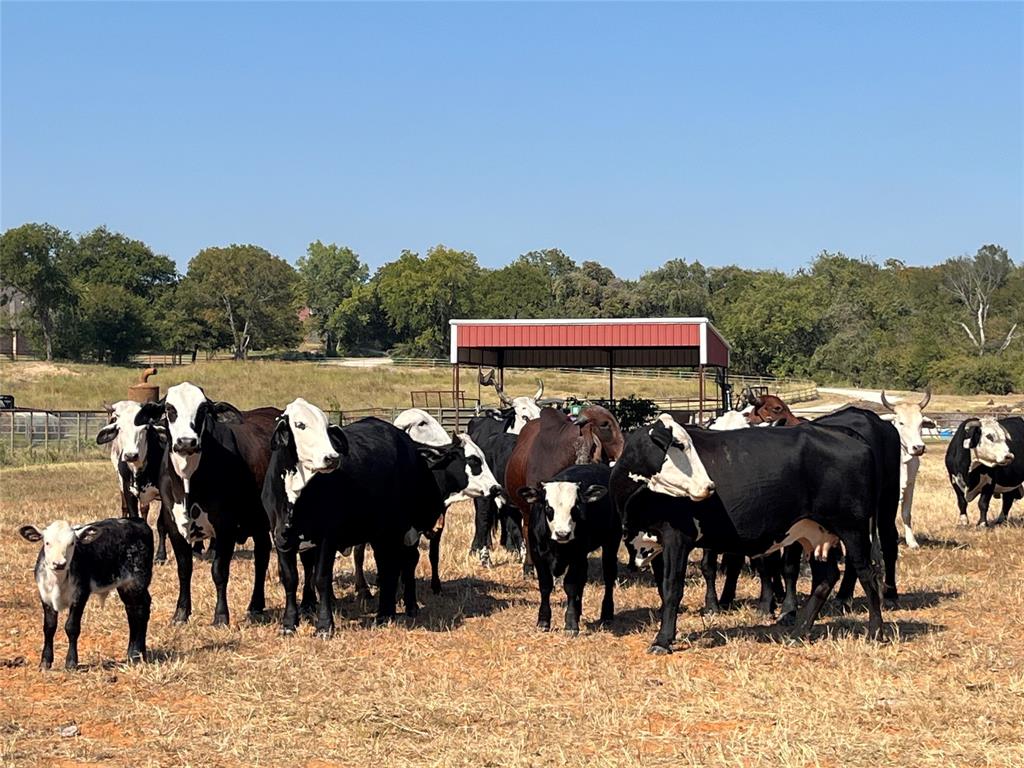 13345 Briar Road Azle, TX 76020 - Photo 10 of 26 Horse barn featuring a view of countryside and view of scattered trees