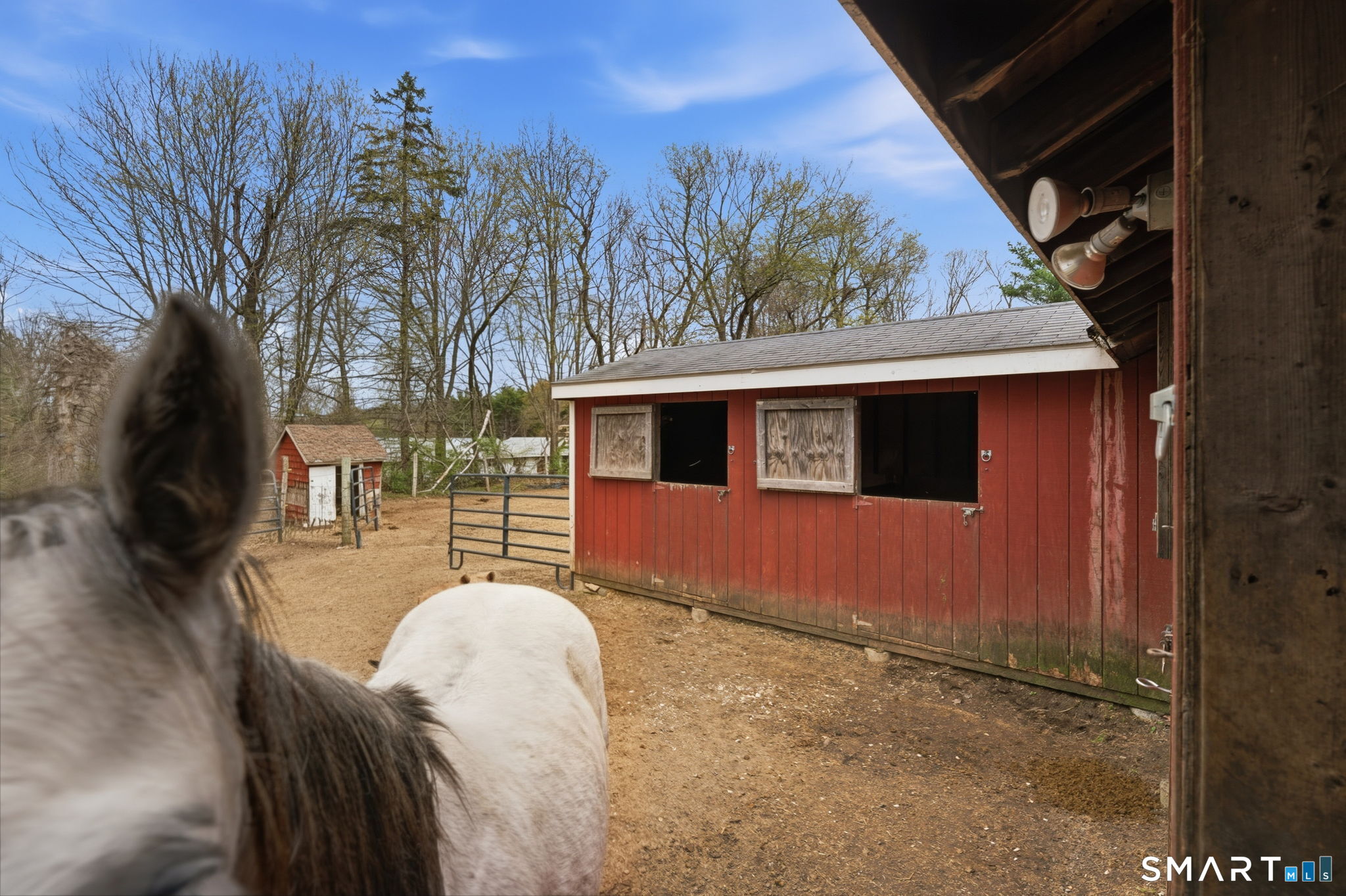 298 Kenyon Road Morris, CT 06763 - Photo 26 of 32 Princess the horse-no she doesn't come with the property!