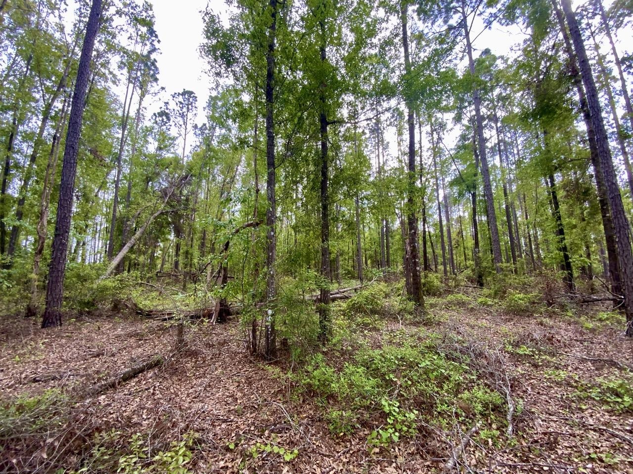 Vacant Northeast Vacant Ne Raspberry Way Pinetta, FL 32350 - Photo 11 of 16 Gallery Image 11