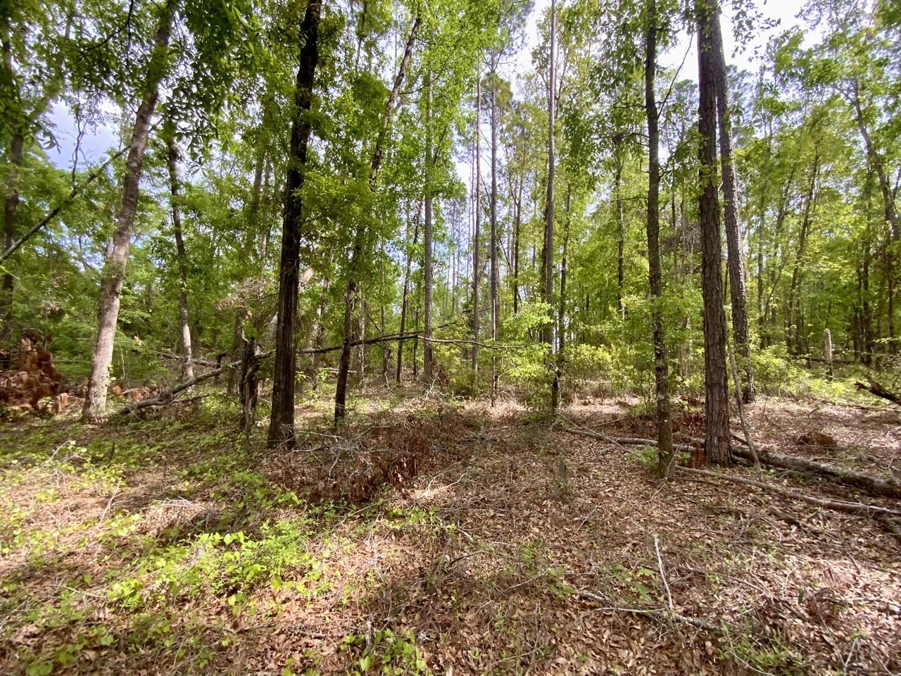 Vacant Northeast Vacant Ne Raspberry Way Pinetta, FL 32350 - Photo 12 of 16 Gallery Image 12