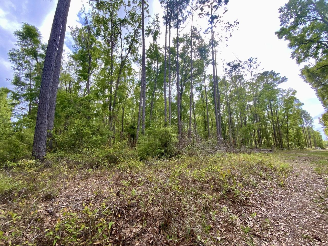 Vacant Northeast Vacant Ne Raspberry Way Pinetta, FL 32350 - Photo 13 of 16 Gallery Image 13