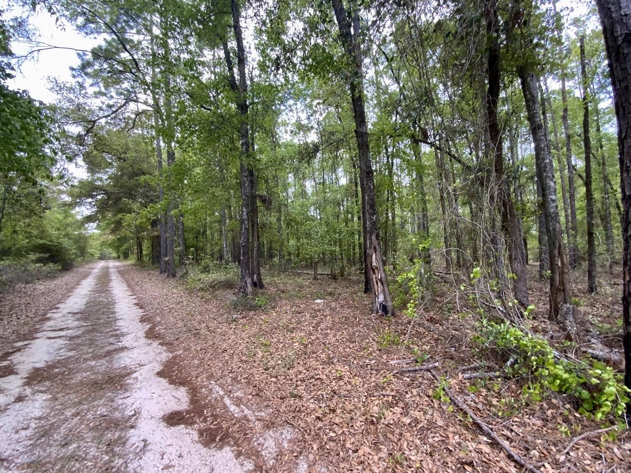 Vacant Northeast Vacant Ne Raspberry Way Pinetta, FL 32350 - Photo 3 of 16 Gallery Image 3
