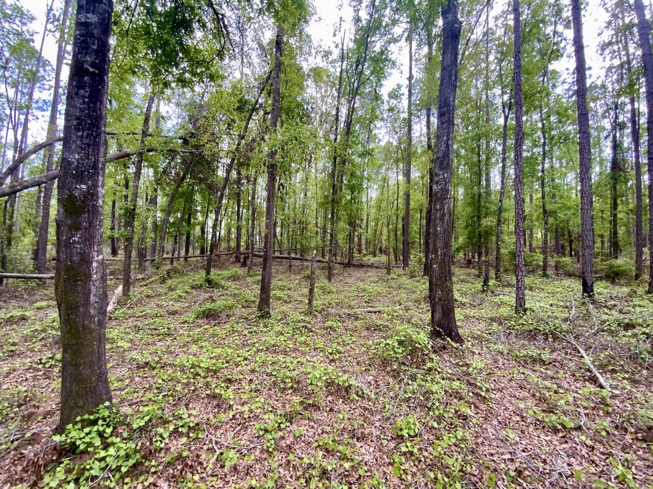 Vacant Northeast Vacant Ne Raspberry Way Pinetta, FL 32350 - Photo 6 of 16 Gallery Image 6