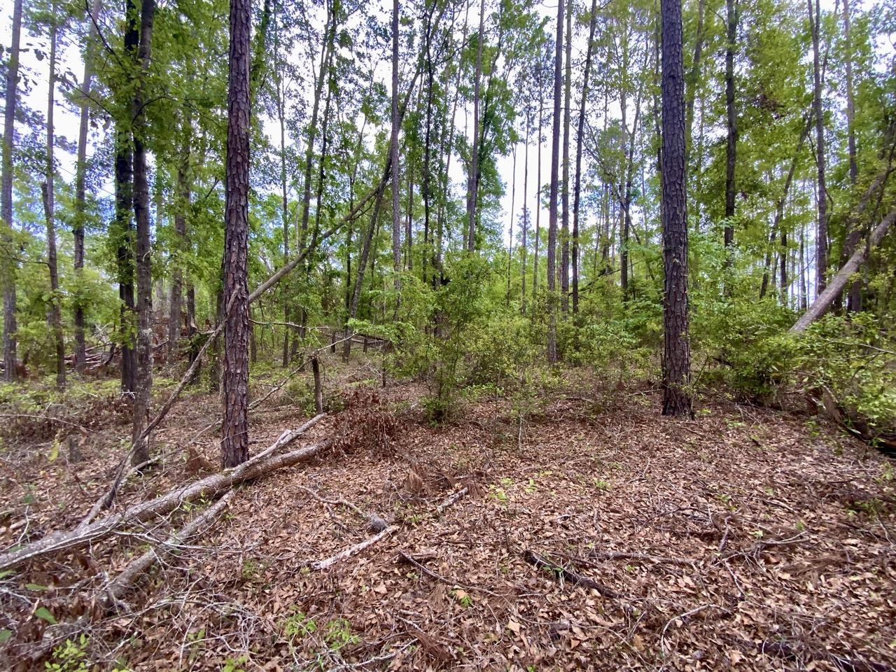 Vacant Northeast Vacant Ne Raspberry Way Pinetta, FL 32350 - Photo 10 of 16 Gallery Image 10