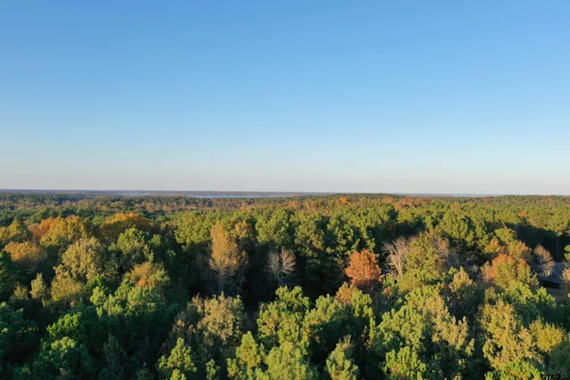 a view of a forest with trees in the background