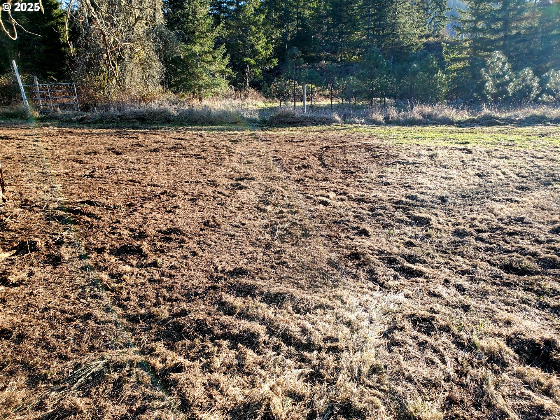 37186 Tree Farm Road Springfield, OR 97478 - Photo 33 of 37 a view of yard with trees