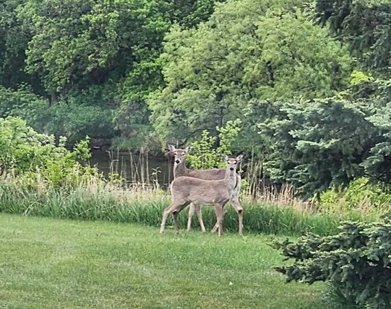 $750,000 | 6294 Highway 27, Wheaton, MN 56296