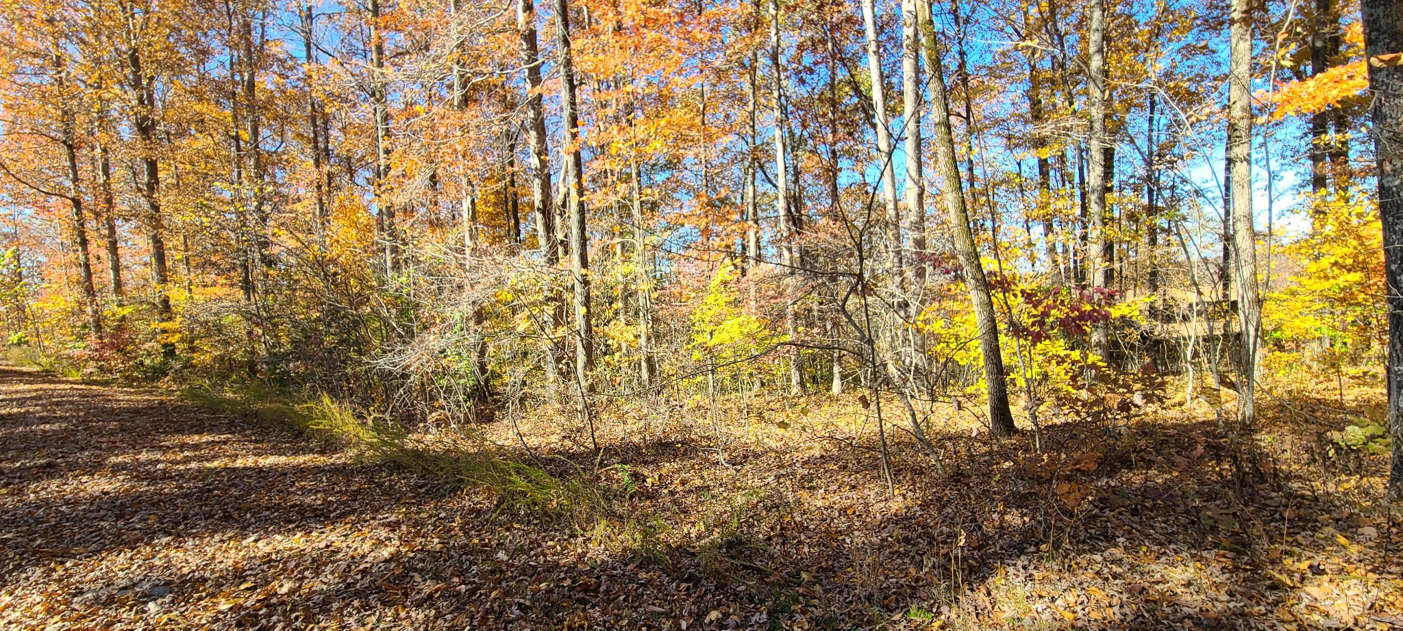 16 Coves Point Road Sparta, TN 38583 - Photo 2 of 11 Gallery Image 2