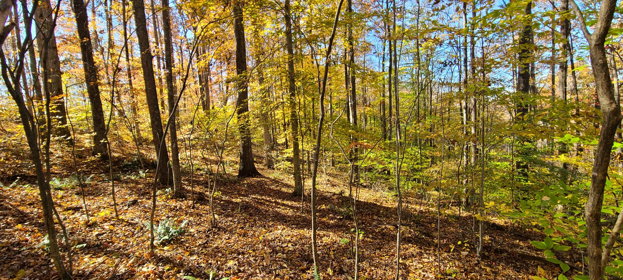 16 Coves Point Road Sparta, TN 38583 - Photo 4 of 11 Gallery Image 4