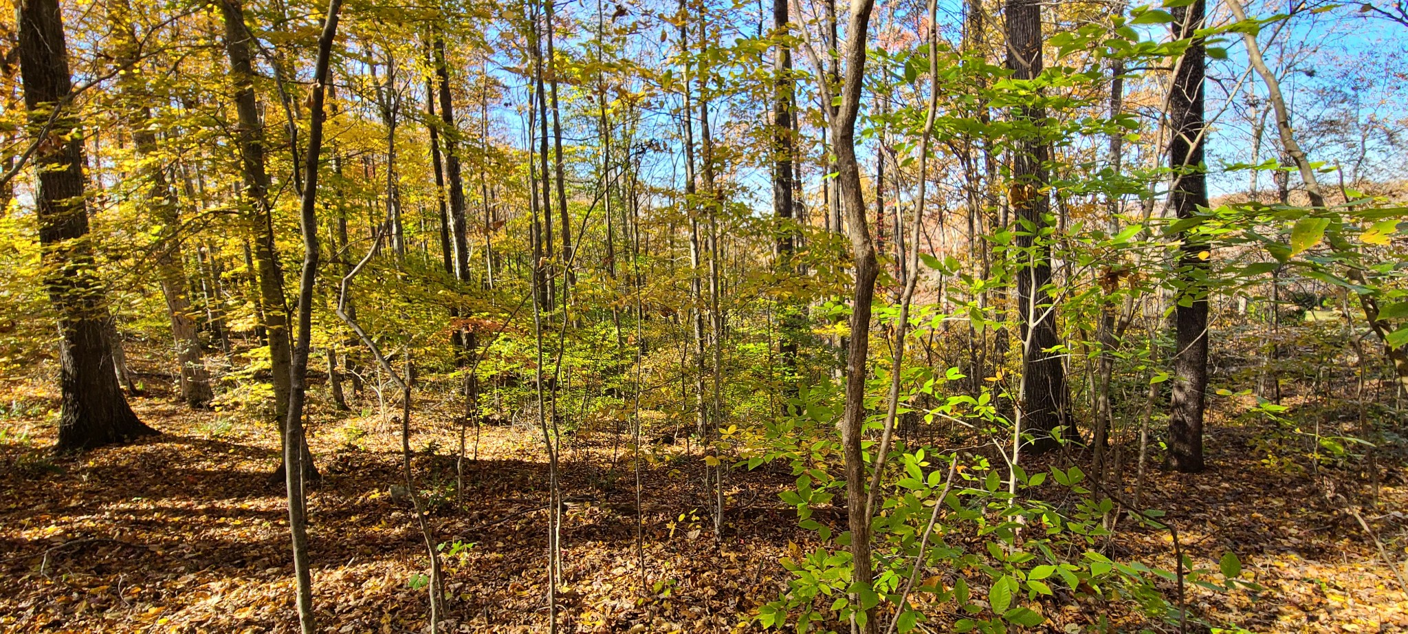 16 Coves Point Road Sparta, TN 38583 - Photo 5 of 11 Gallery Image 5