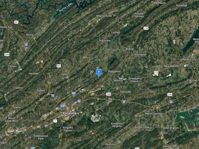 a view of a tree with a tree