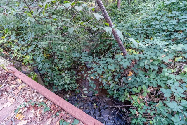 a view of a forest with a plant