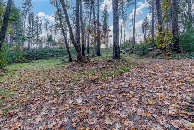 a view of a yard with lots of trees