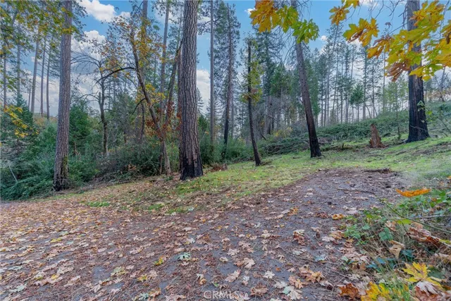 a view of a forest with trees in the background