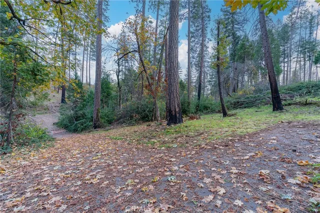 a view of a forest with trees