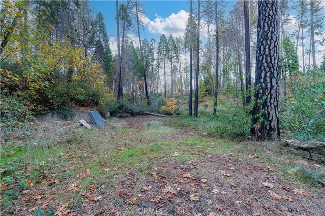 a view of a forest with trees in the background