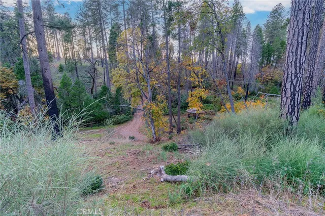 a view of a yard with large trees and plants