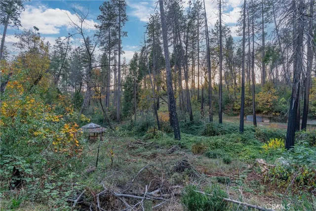 a view of a forest with trees in the background