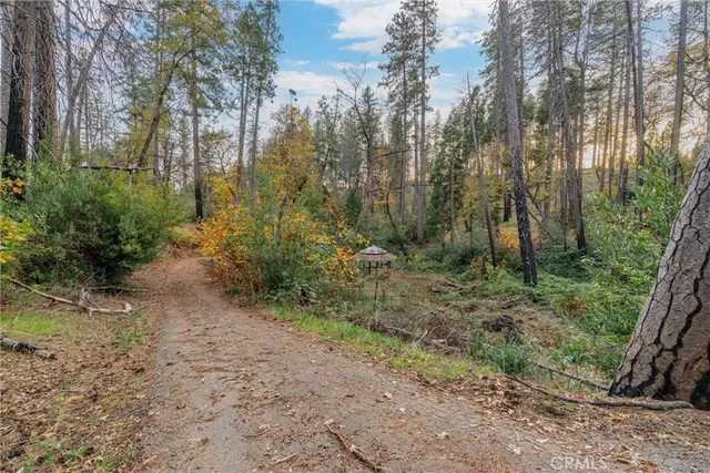 a view of a forest with trees