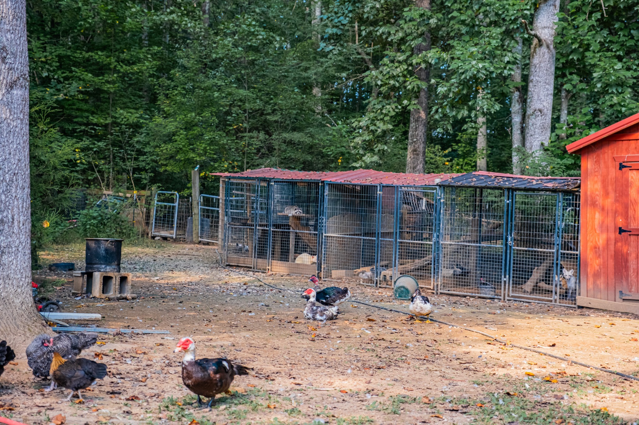 1450 Pleasant Hill Road McMinnville, TN 37110 - Photo 60 of 68 a view of a wooden chairs and table in the yard