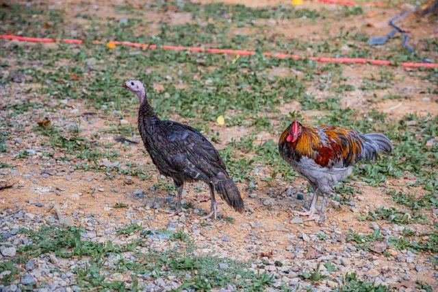 $584,000 | 1450 Pleasant Hill Road, McMinnville, TN 37110