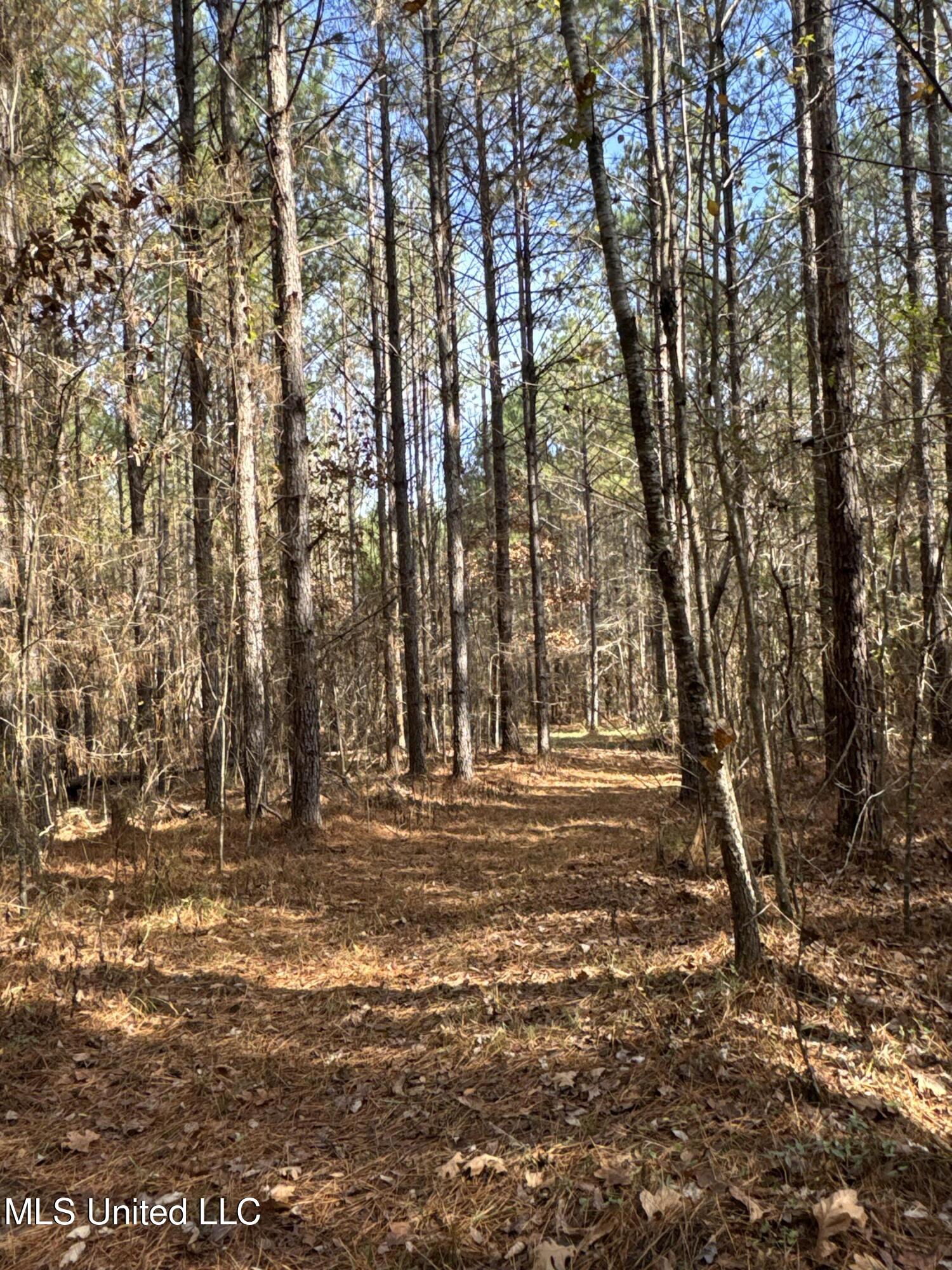 4 Whiddon Road Canton, MS 39046 - Photo 14 of 45 IMG_1613