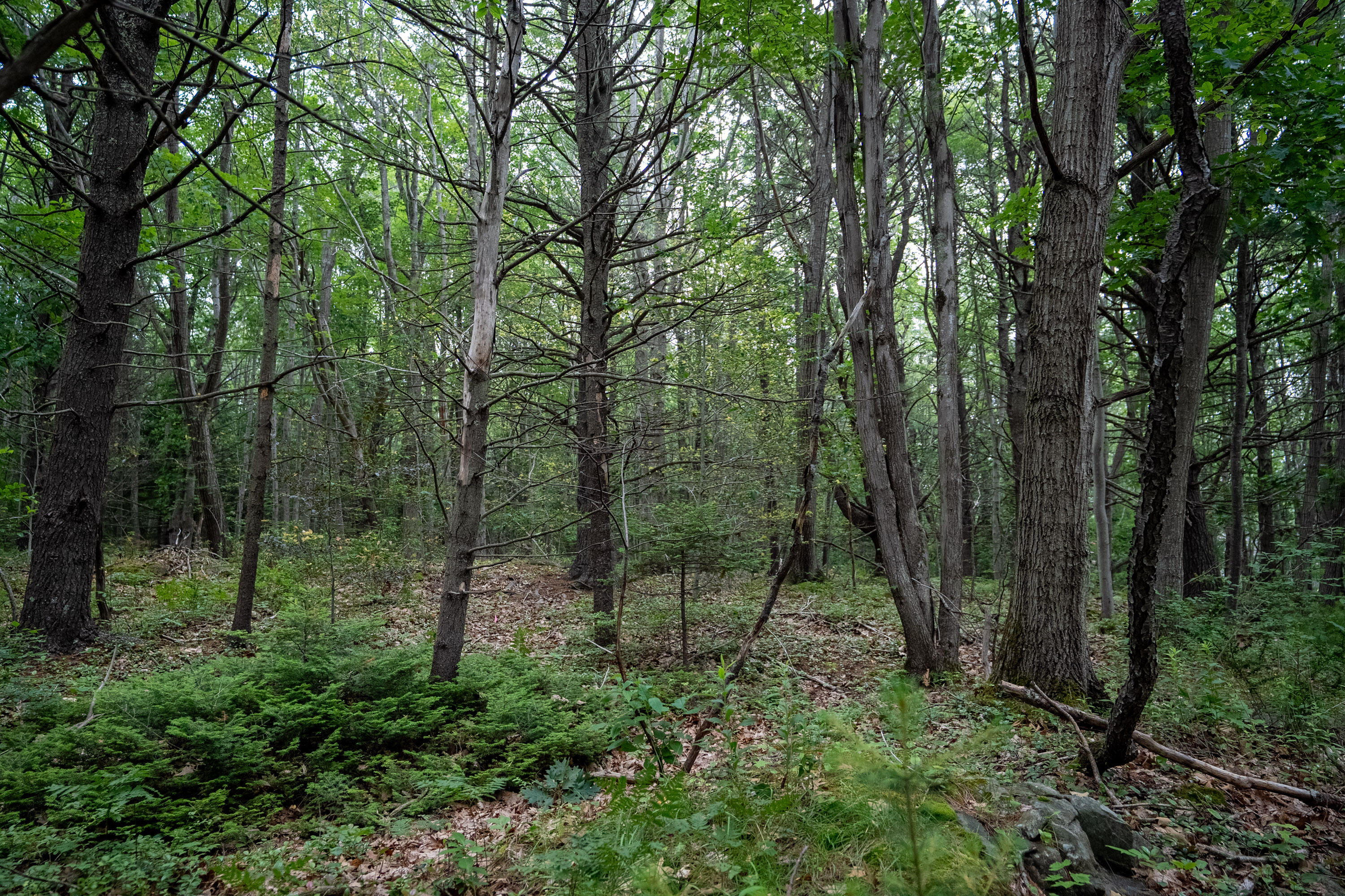 0 Wildes District Road Kennebunkport, ME 04046 - Photo 11 of 11 21_0 Wildes District Rd, Kennebunkport