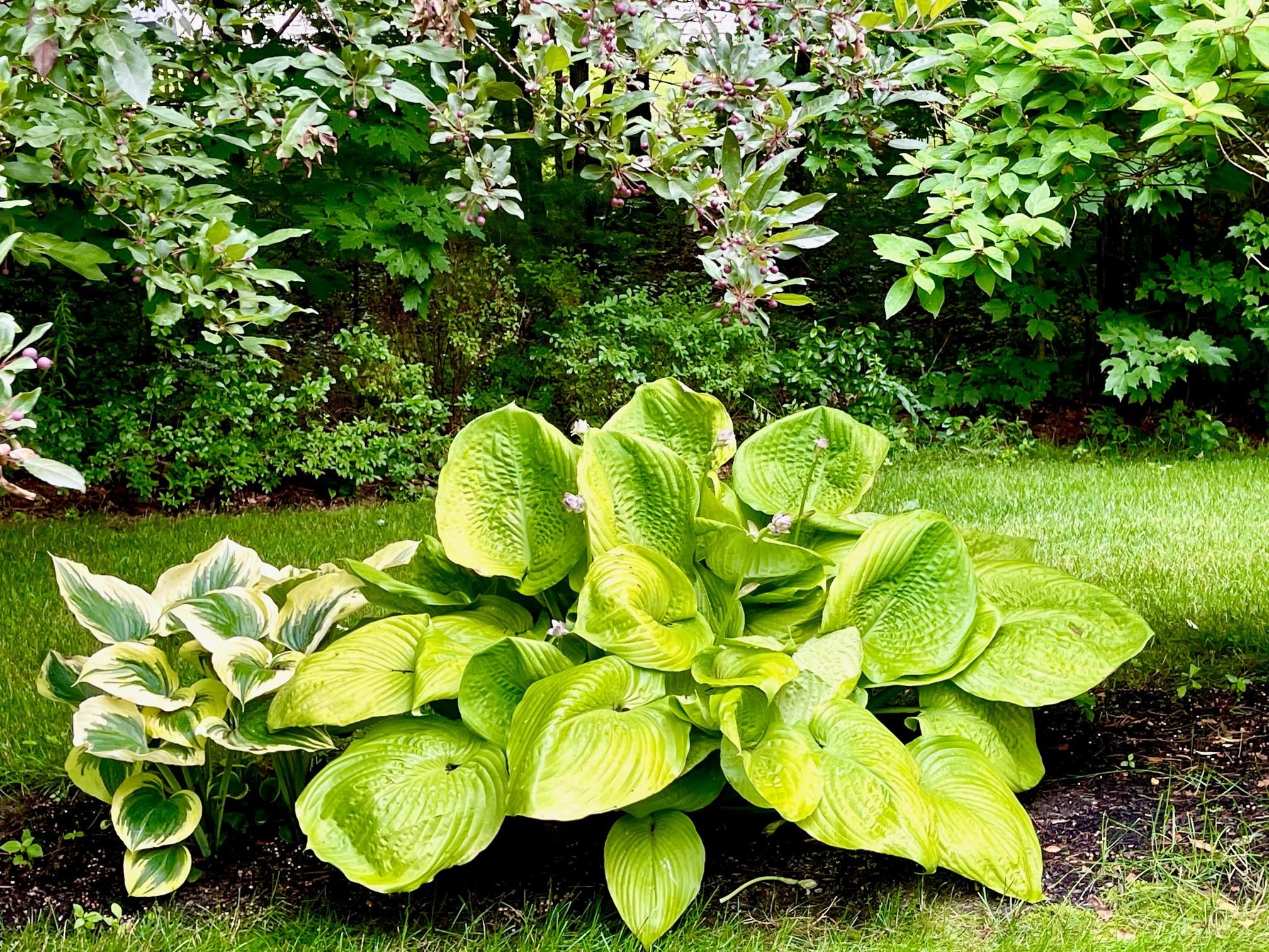 52 Maguire Road Kennebunk, ME 04043 - Photo 60 of 65 Landscaping