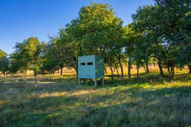 a view of a tree in a yard