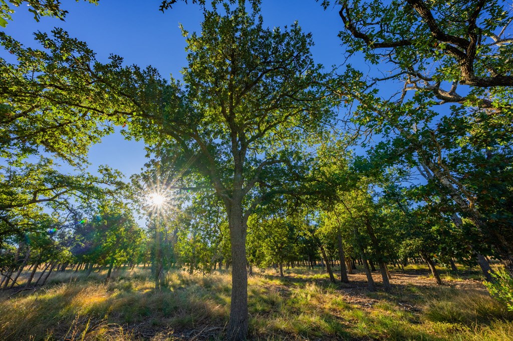 28 Ruger Road Fredericksburg, TX 78624 - Photo 20 of 43 a view of a tree in a yard