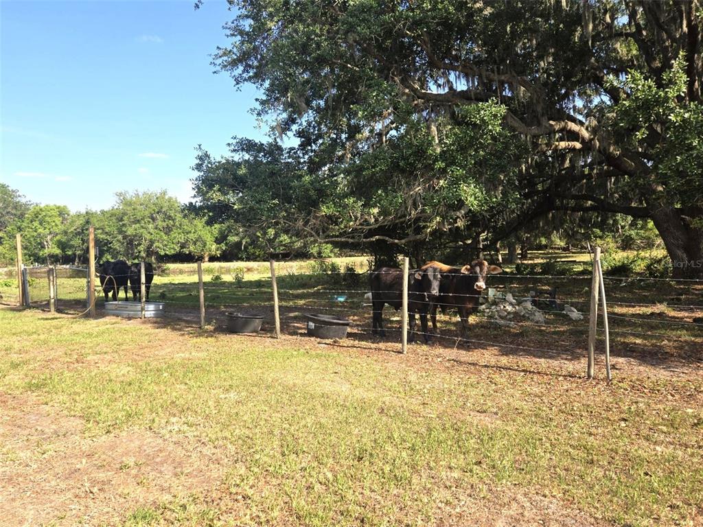 3101 Medulla Road Plant City, FL 33566 - Photo 53 of 83