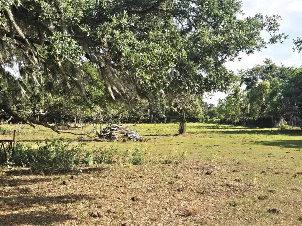 3101 Medulla Road Plant City, FL 33566 - Photo 67 of 83 a view of a yard with large trees