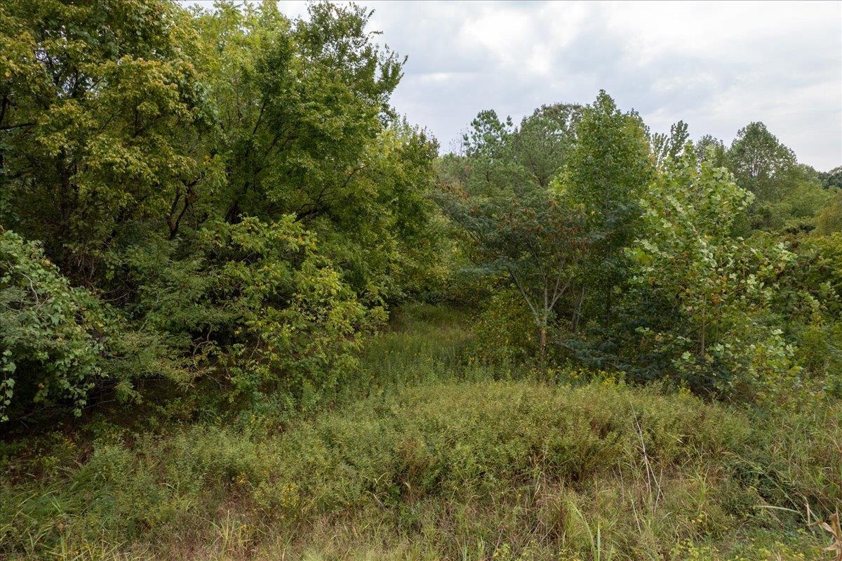 0 Hawkins Road Burlison, TN 38015 - Photo 11 of 18 a view of a lush green forest with lots of trees